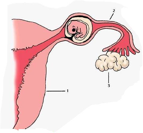 بالصور: امرأة هندية تلد هيكلا عظميا.. عمره 36 سنة 2 بالصور: امرأة هندية تلد هيكلا عظميا.. عمره 36 سنة