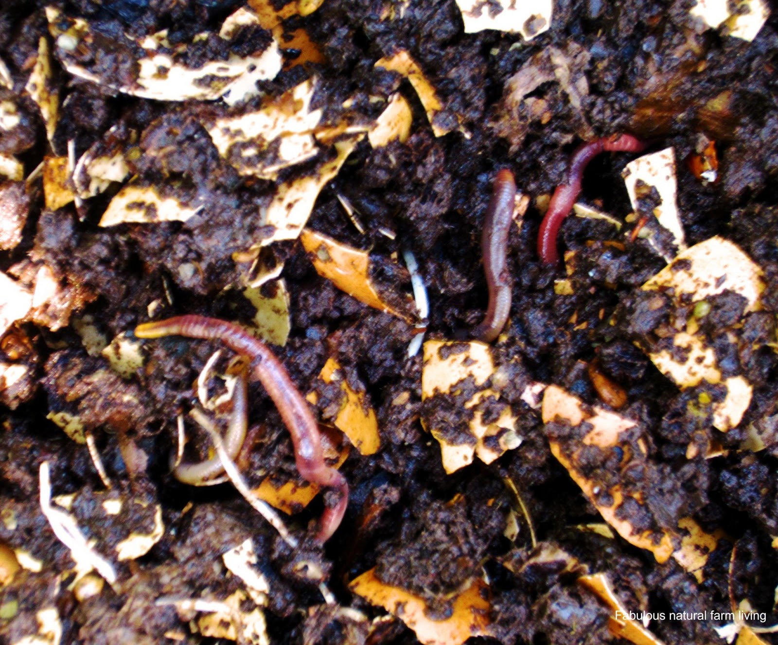 Fabulous Farm Living Worm farm