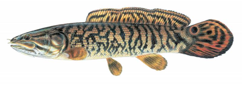 Biology of Animals: Amia calva (Bowfin)