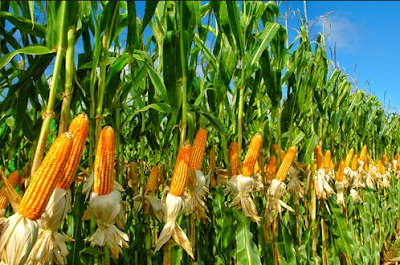  Jagung merupakan tumbuhan pangan nomor tiga di dunia sesudah gandum dan padi Cara Menanam Jagung Hasil Melimpah