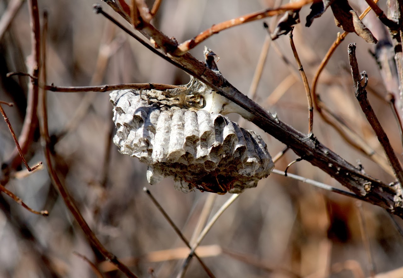 Your Daily Dose of Sabino Canyon: Paper Wasp Nest