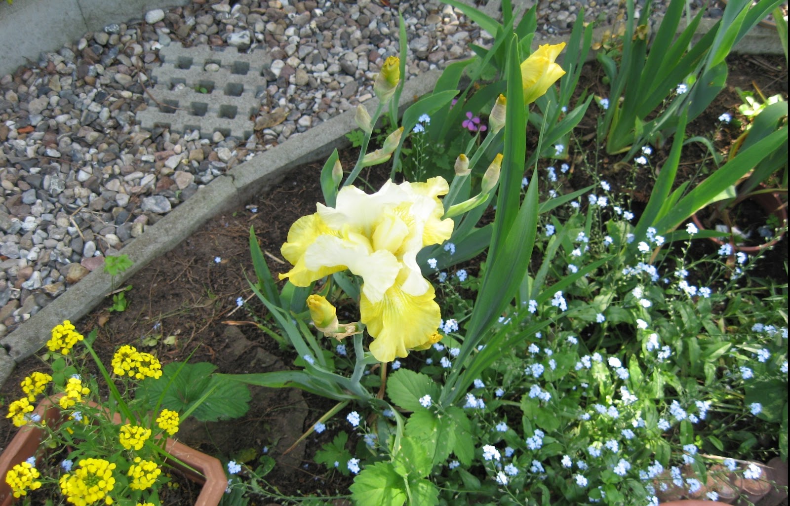 Unser Garten: Lilien