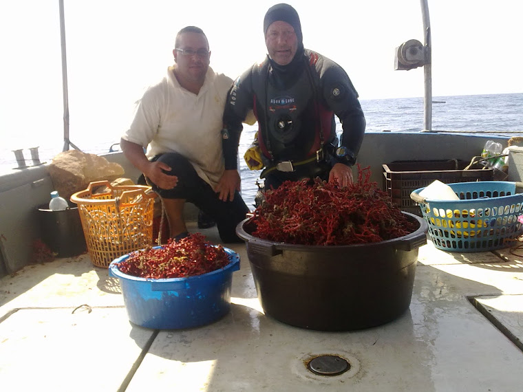 PESCA DEL CORAL PROFESIONAL: Coral centenario isla del perejil