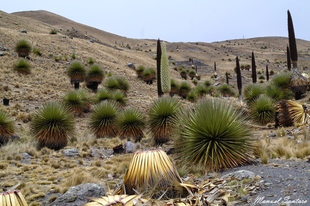 Puya Raimondii Puya Raimondii