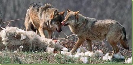 wolves-and-a-sheep.jpg