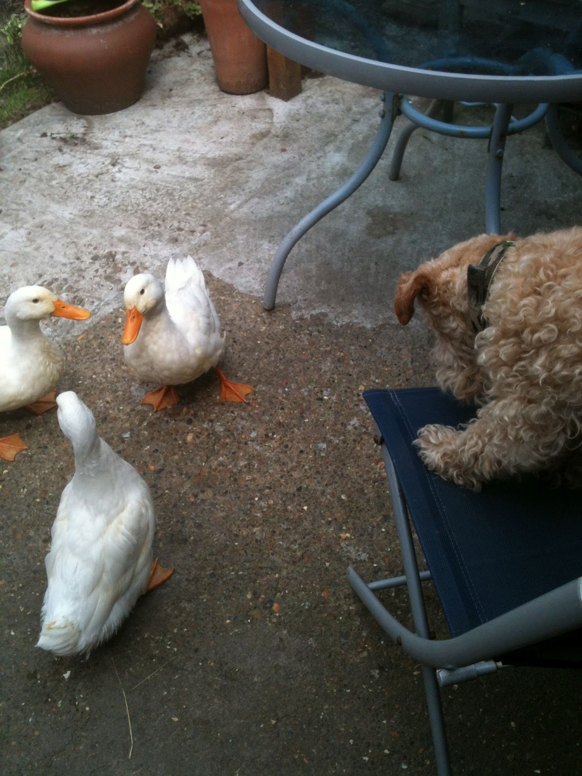 Keeping Ducks from Scratch!! Keeping Ducks from Scratch in an Urban Garden