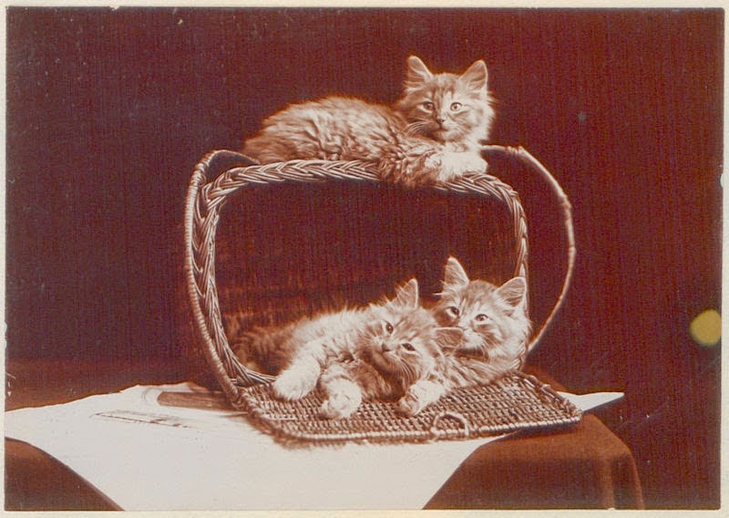 Vintage Photos of Adorable Kittens from 1902 Vintage Everyday