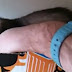 This Ferret Determined To Show A Human Her Babies Is The Most Adorable Thing You’ll See Today
