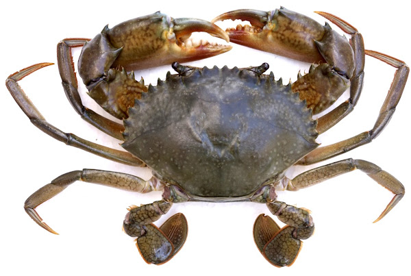 crustaceans characteristics