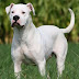 Dogo Argentino, tan veloz como resistente