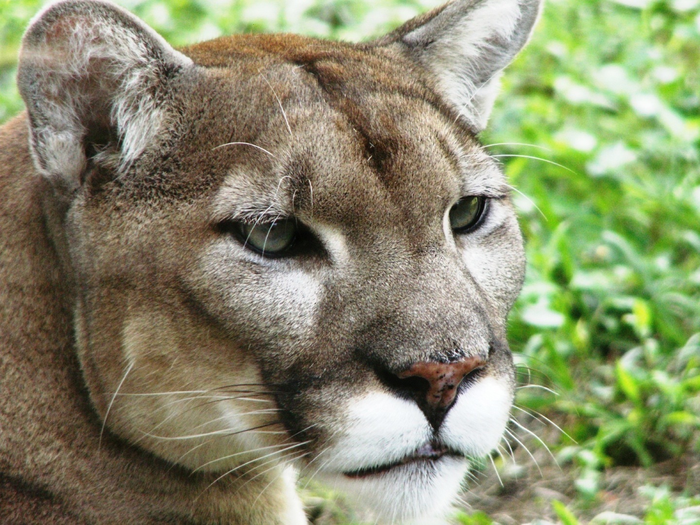 Animals of the world: Florida Panther