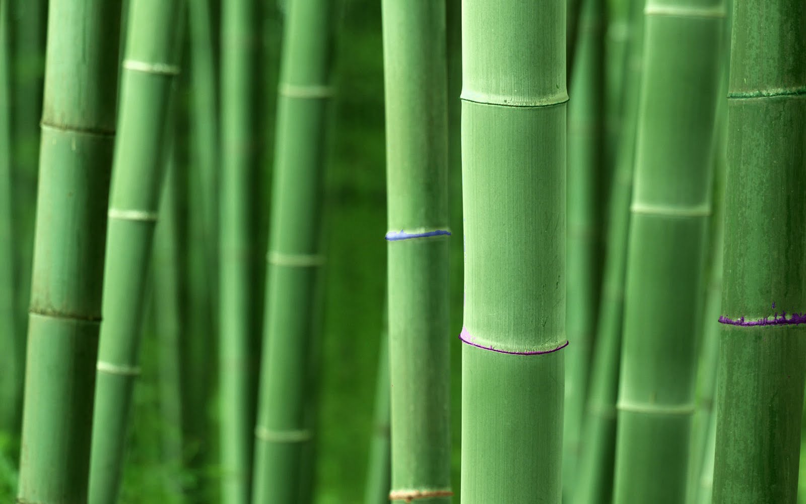 Bamboo Wallpaper: Bamboo Wallpapers Collection 20-30