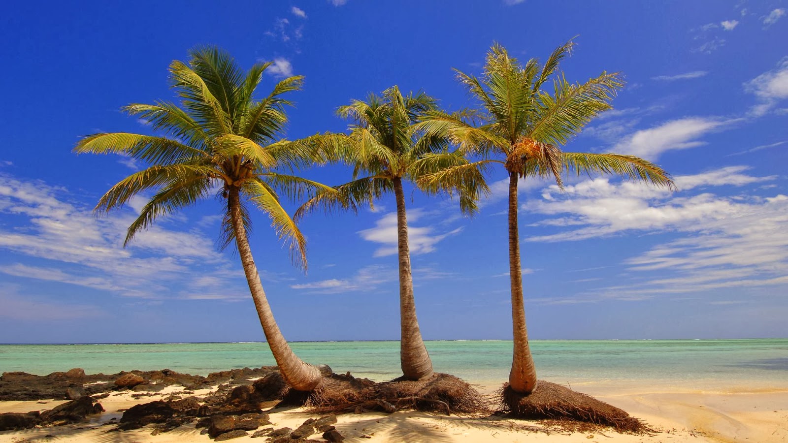 Palms View Wallpapers Palms View Wallpapers