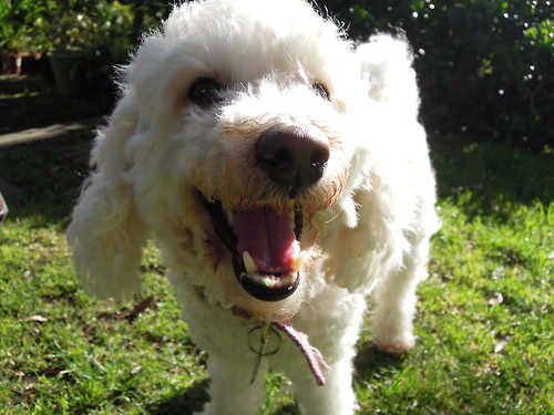 funny maltese phrases funny maltese phrases
