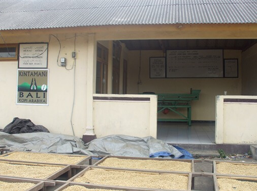 Bali Coffee Plantation Arabica Kintamani And The Wet Processing