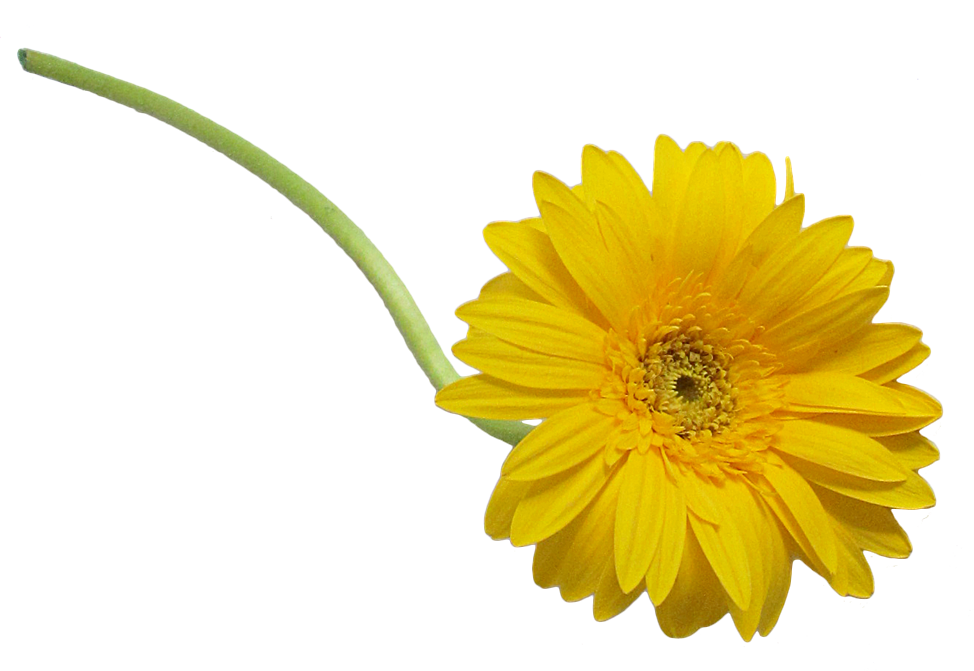 Featured image of post Flores Em Png Fundo Transparente Ilustra o de flores azuis e amarelas verdes flor fundo lindas flores arranjo de flores folha png