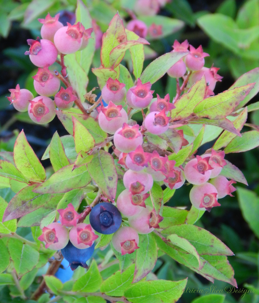 patternpatisserie A round up of wild Maine blueberry recipes