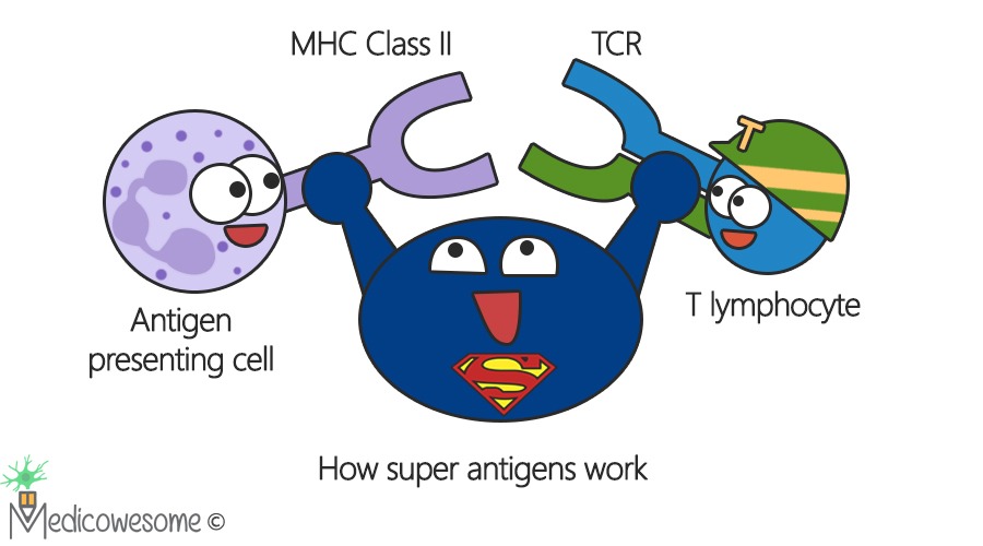 Immense Immunology Insight Superantigens