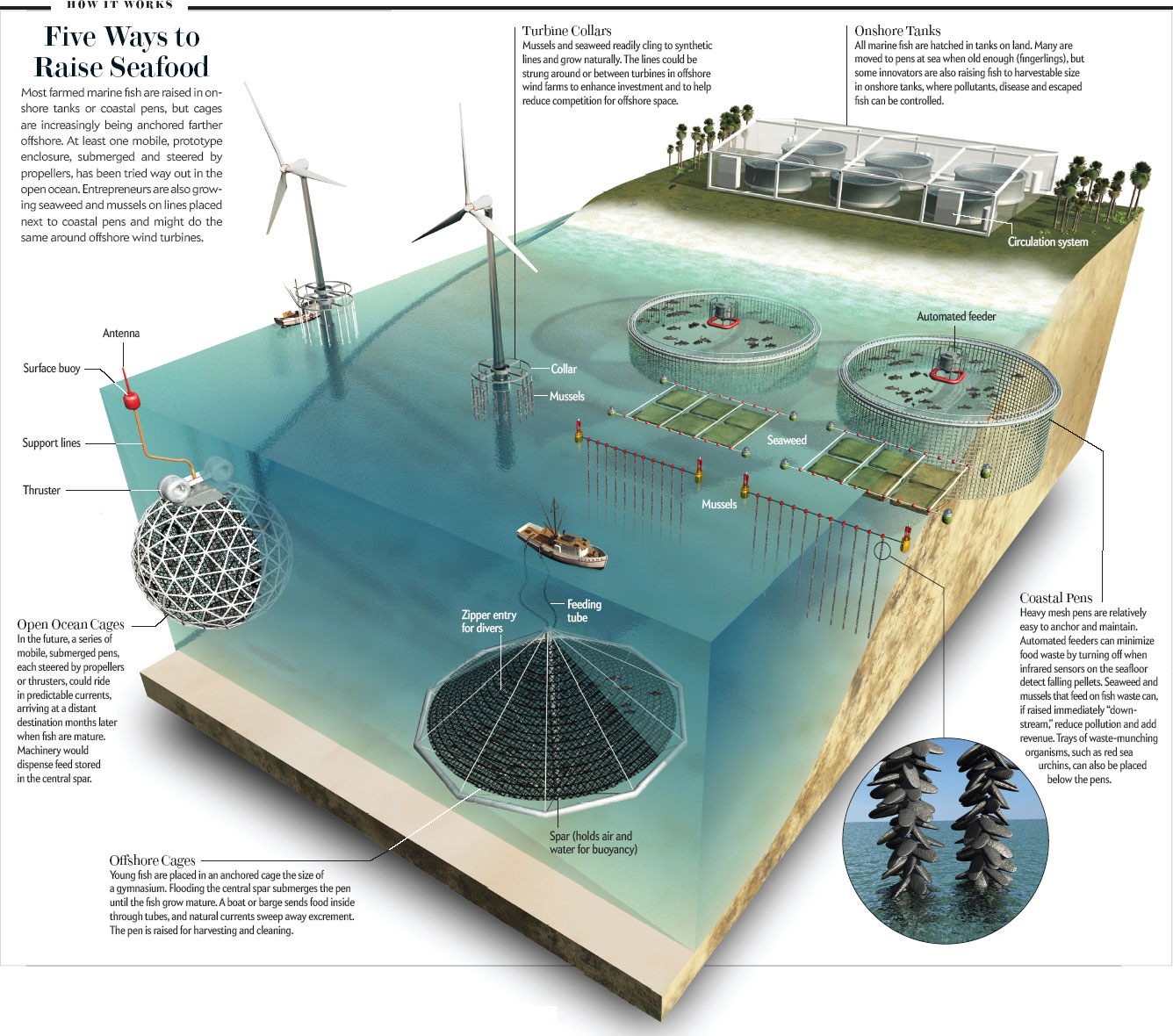 Love Life of the Octopus: Fish-Farming Infographics