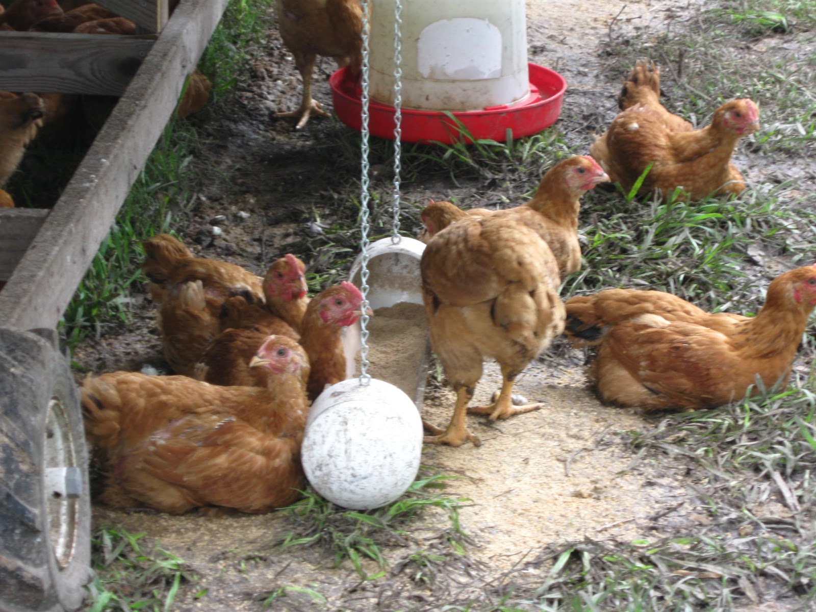 The Poultry Record 6 Weeks Old and 6 To Go