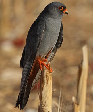 halcon de patas rojas Falco vespertinus