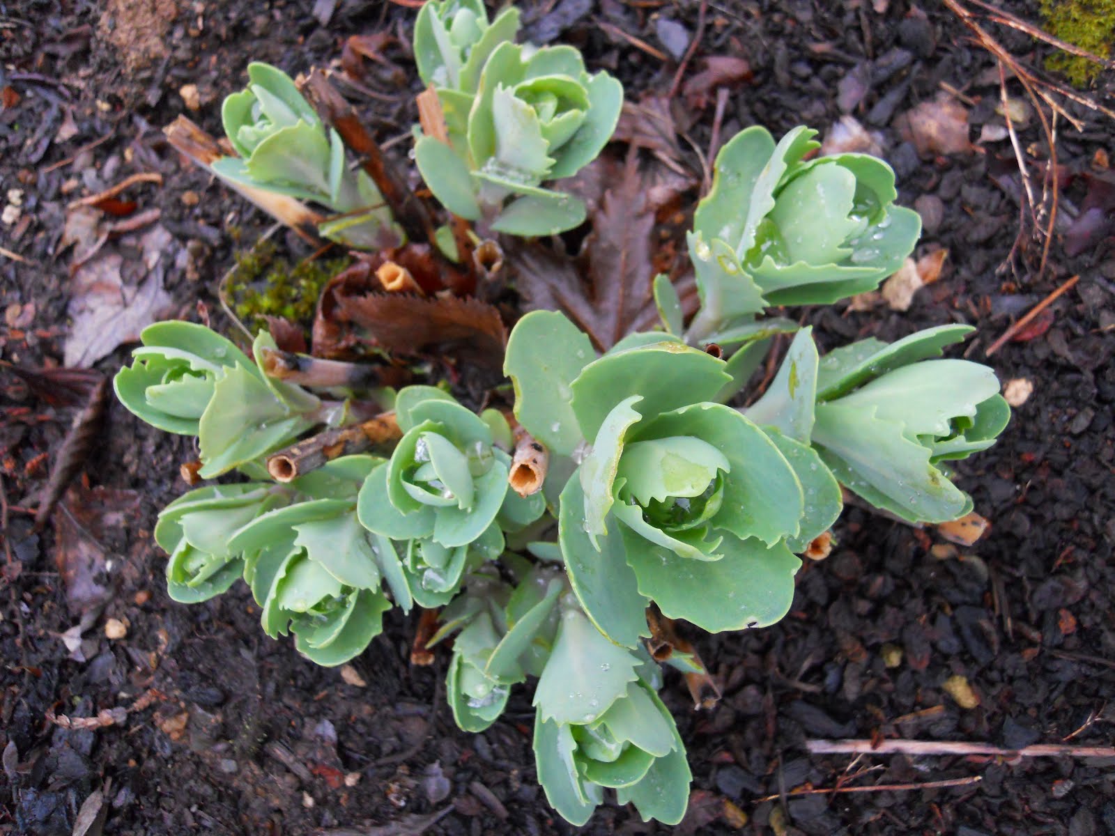 St patrick's day plants