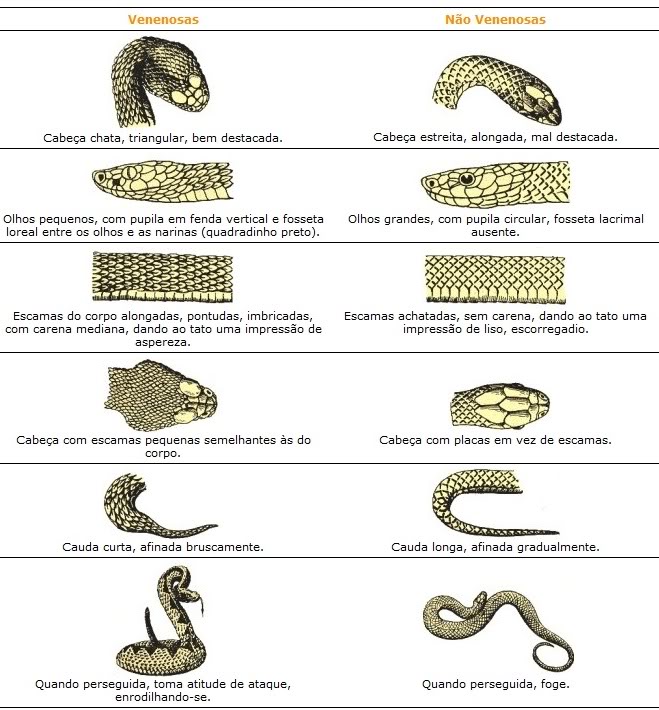 Resultado de imagem para diferença entre cobra venenosa e não venenosa