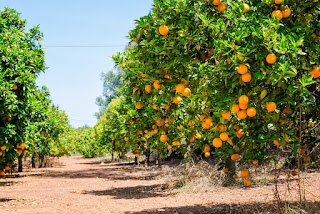 Oranges