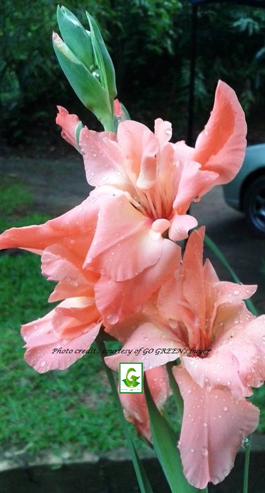 Seeds For Sale Online GLADIOLUS bulbs for sale