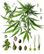 marijuana contain cannabinoid