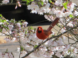 Georgia Girl With An English Heart: I Know Why The Caged Bird Sings