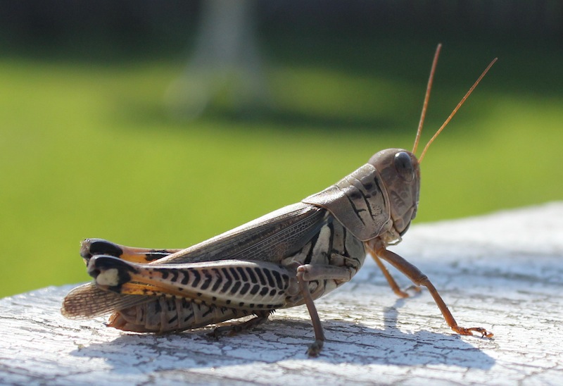 Sarcastic Granny: Wordless Wednesday - Bugs