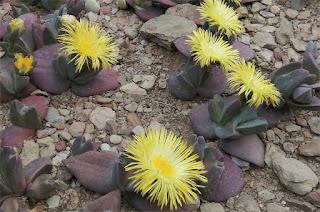 Cheiridopsis peculiaris