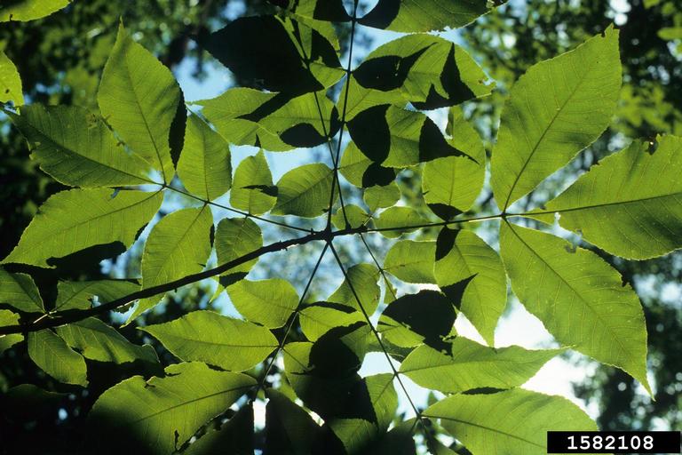 An Unknown Eleagnus It S Sideroxylon Tenax The Survival Gardener
