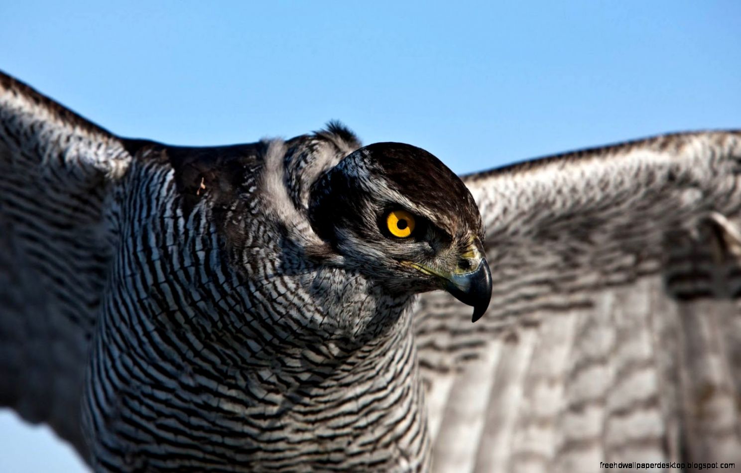 Eagle Wings Up Close