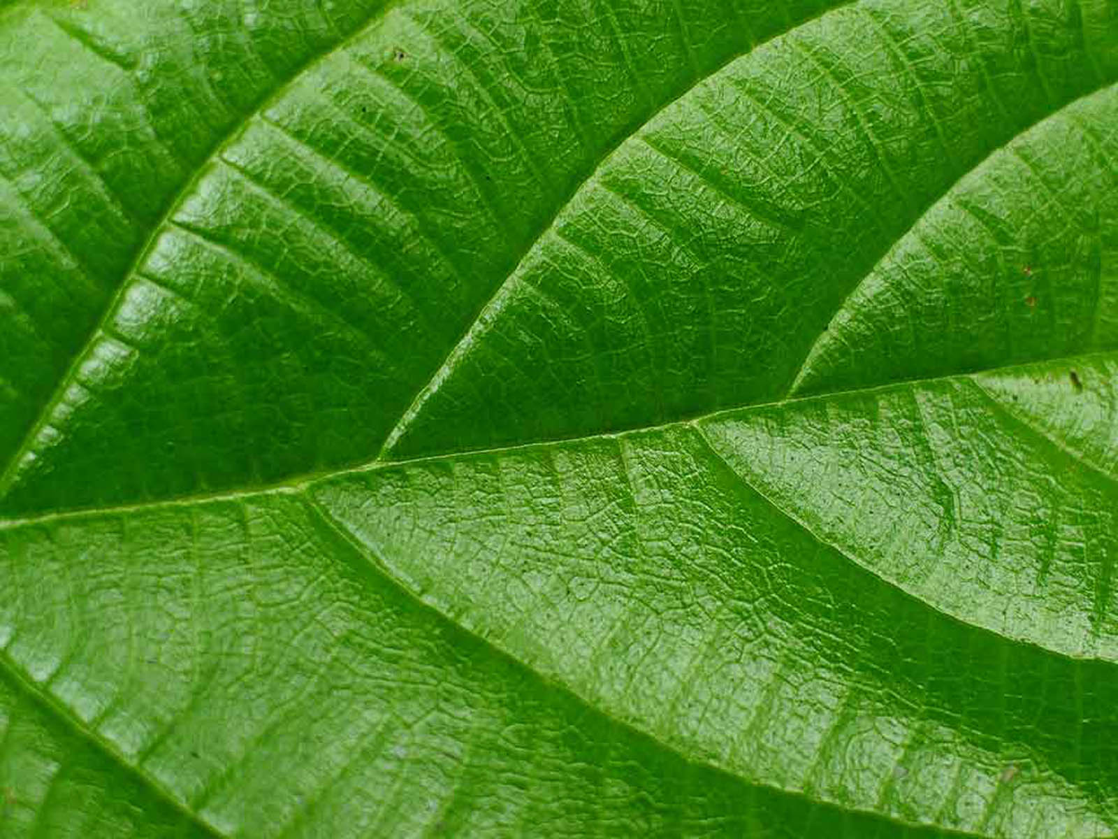 wallpapers: Green Leaf Wallpapers