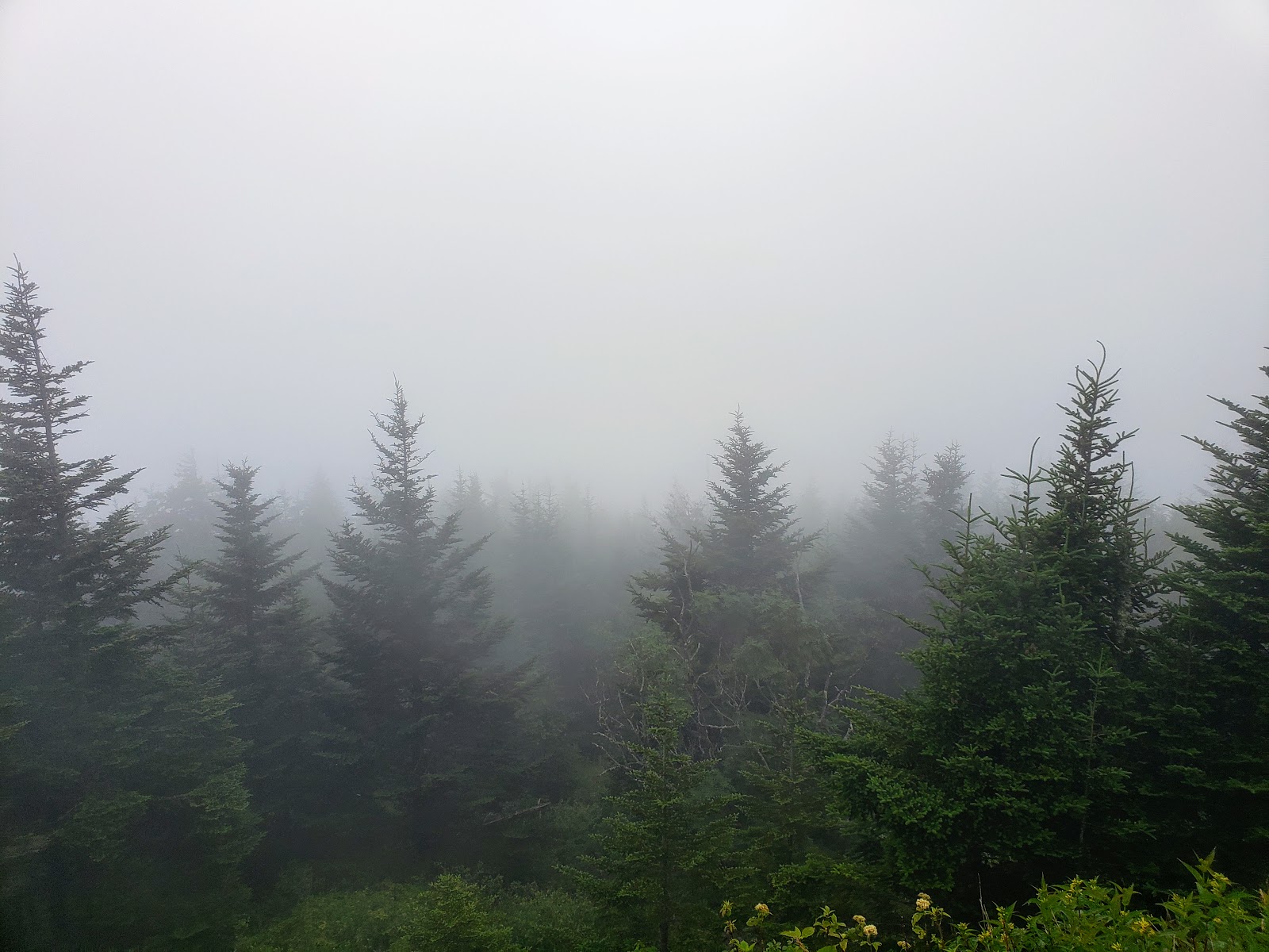 Ben's Journal: The Great Smoky Mountains Adventure Day 3 -- Into the Wild