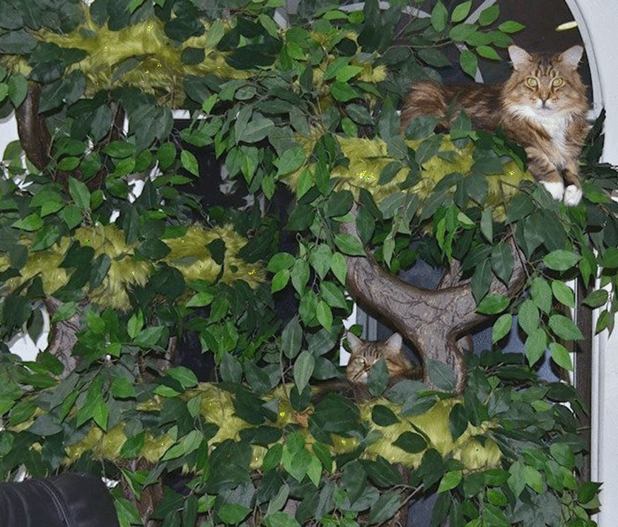 Luxury Cat Trees for Spoiled Rotten Kitties Cat Trees for Maine Coon Cats