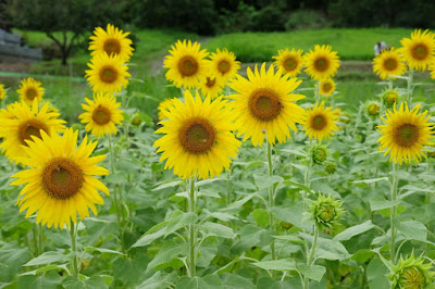 工芸と喫茶ひとつ石の裏のひまわり畑　向日葵