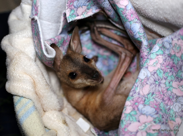 Rehab | kangaroo wallaby babies