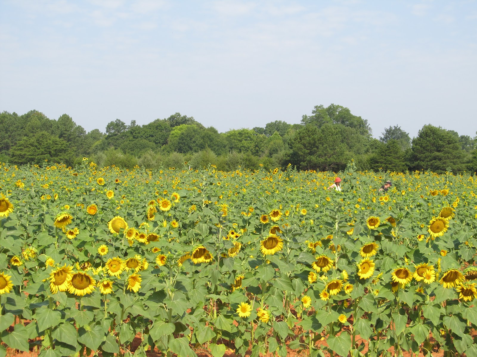 Girl With An English Heart Sunflower FestivalRutledge