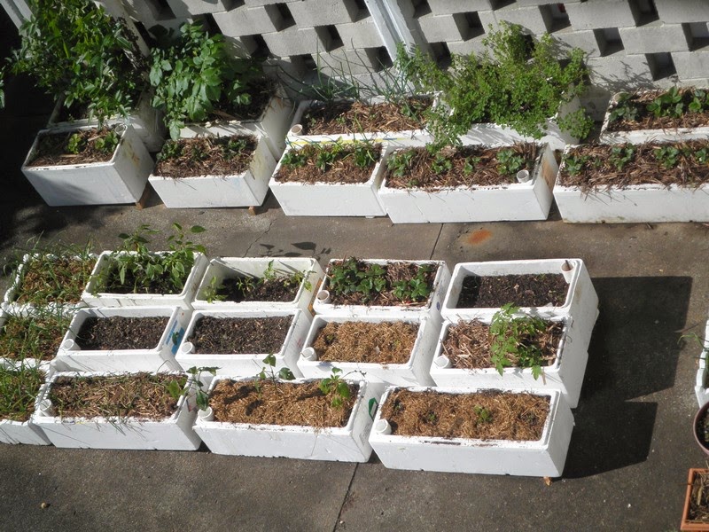 SpurTopia's Invention: Self-watering Planter Box | SpurTopia