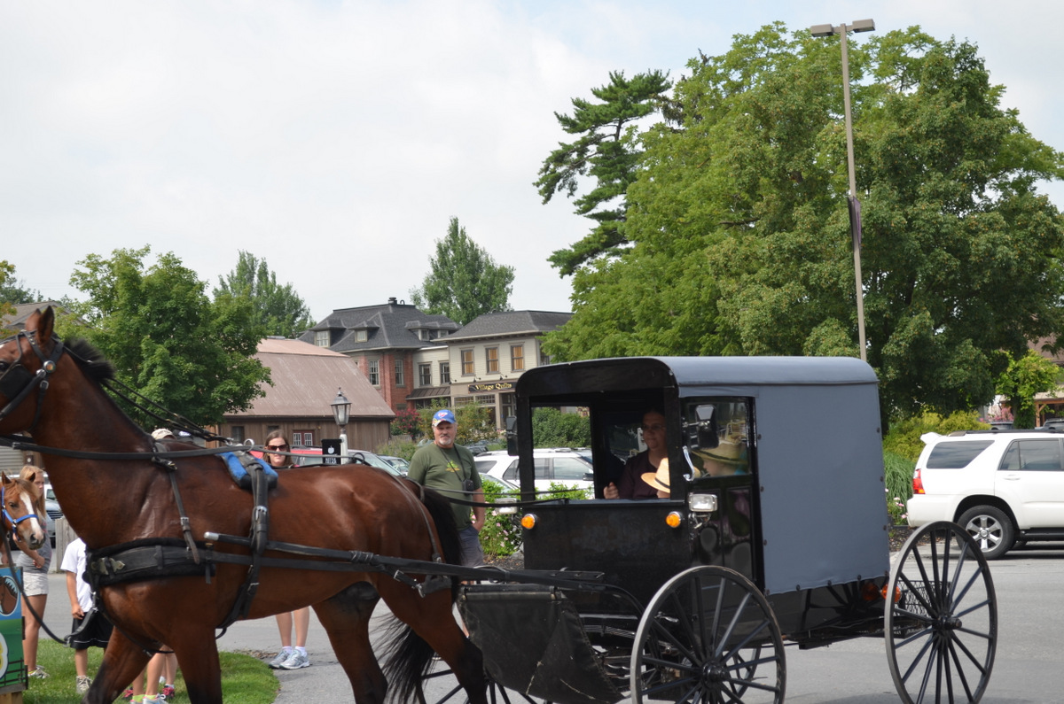 Westie Julep Back From Fabric Shopping in the Amish Countryside of