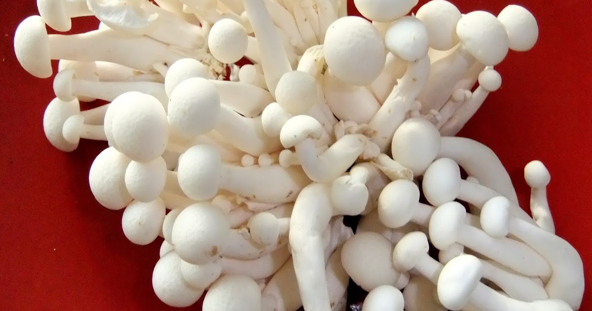 Как выращивают грибы эноки. Морской гриб Геншин. Грибы Эноки. Морской гриб Инадзума. Корейские грибы волнистые белые.
