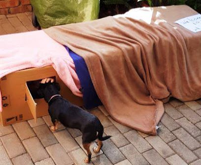 Box used as house while dog is standing outside