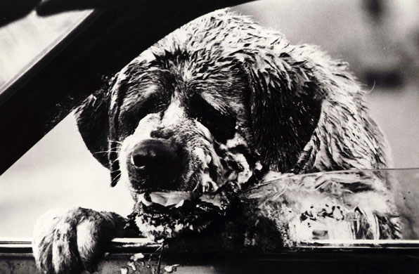 Best-in-Show-Cujo-002.jpg