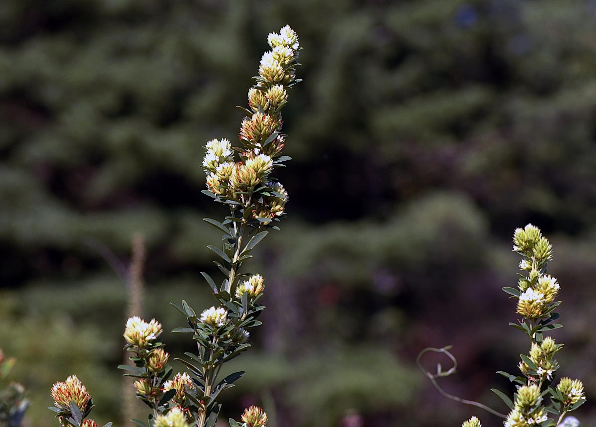 Field Biology in Southeastern Ohio Lespedeza Bush Clovers