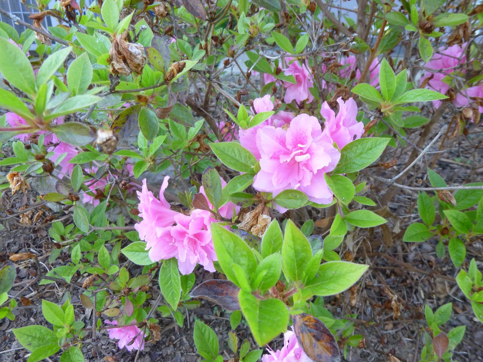 Rhododendron Won T Bloom