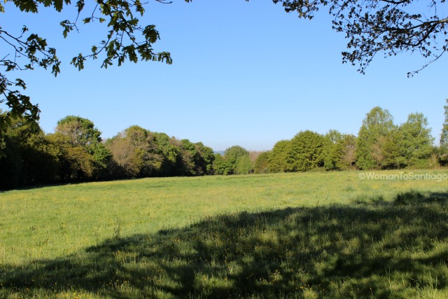 camino-de-santiago-frances-barbadelo-a-mercadoiro-sombras-arboles