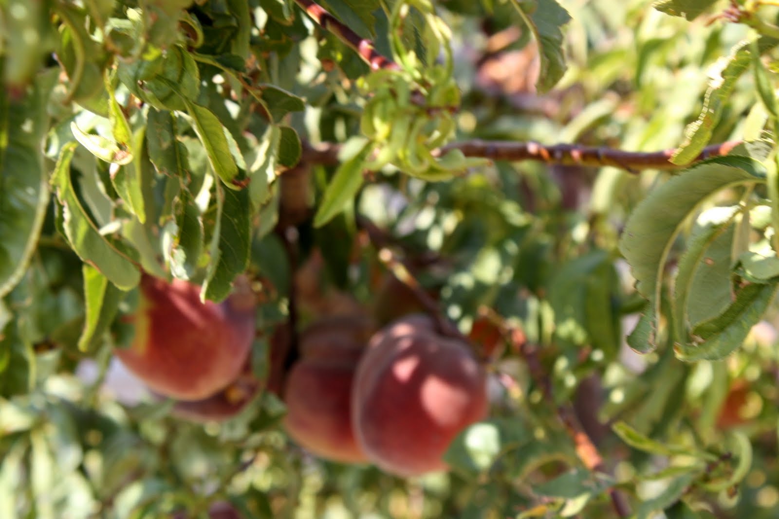 Myanderings Peacheaters!